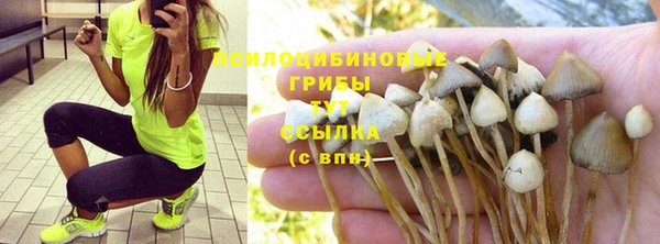 индика Аркадак