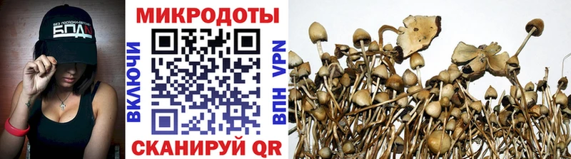 закладка Мезень Галлюциногенные грибы Cubensis